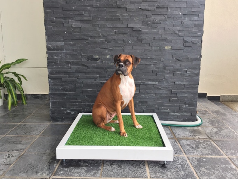 Woofloo The SelfFlushing Dog Toilet