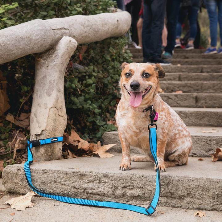 The 9 Best Dog Accessories Leashes, Toys and Grooming Tools