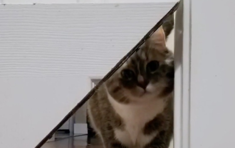 Kitty Korner Turn Your Interior Door into a Pet Door