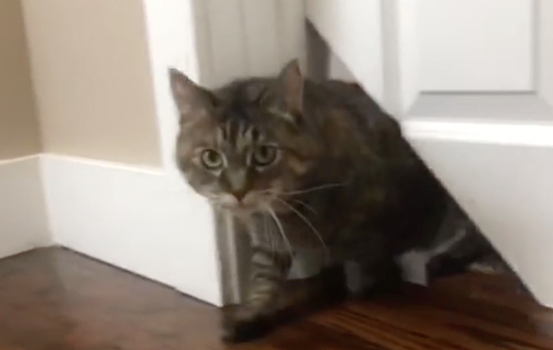 Kitty Korner Turn Your Interior Door into a Pet Door