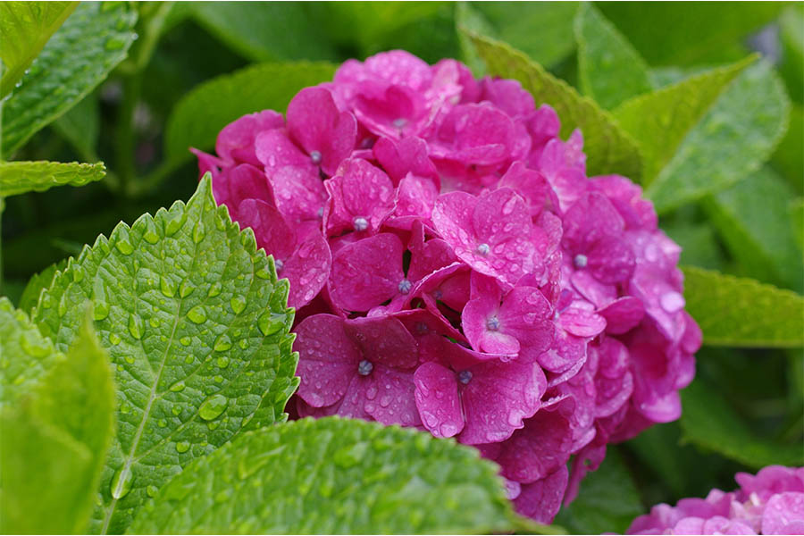 Growing Hydrangeas Great Tips For Growing Beautiful Hydrangeas