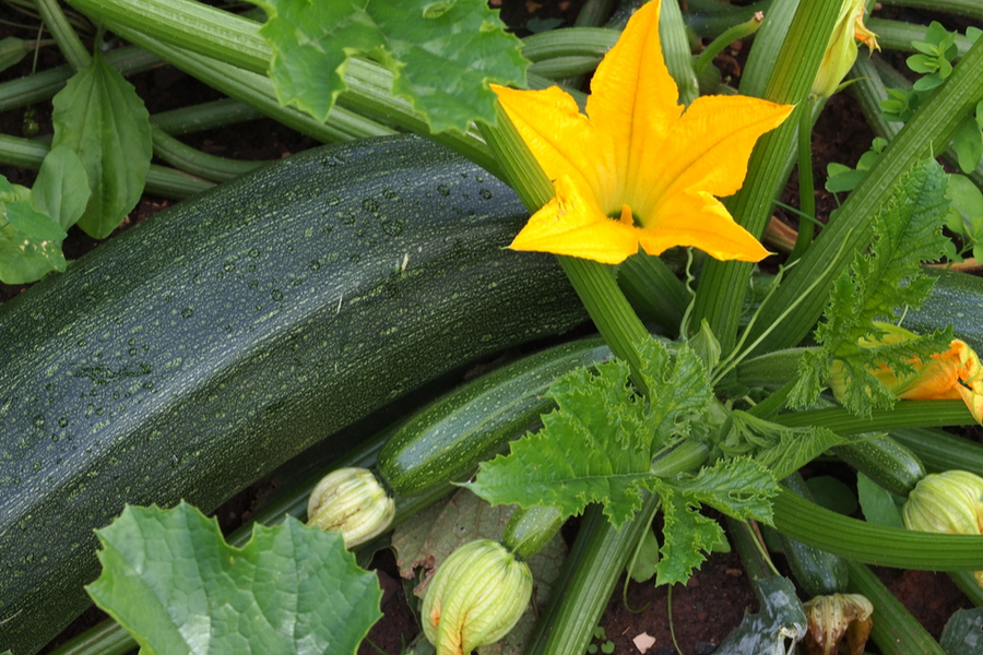 Growing Zucchini How To Grow This Super Summer Squash With Ease!