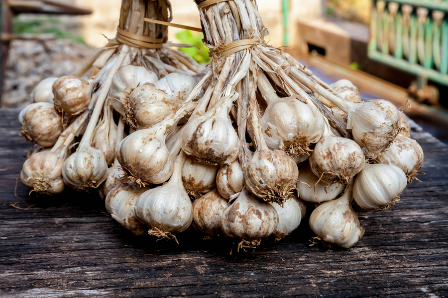 Growing Garlic How To Plant Hardneck Garlic This Fall!