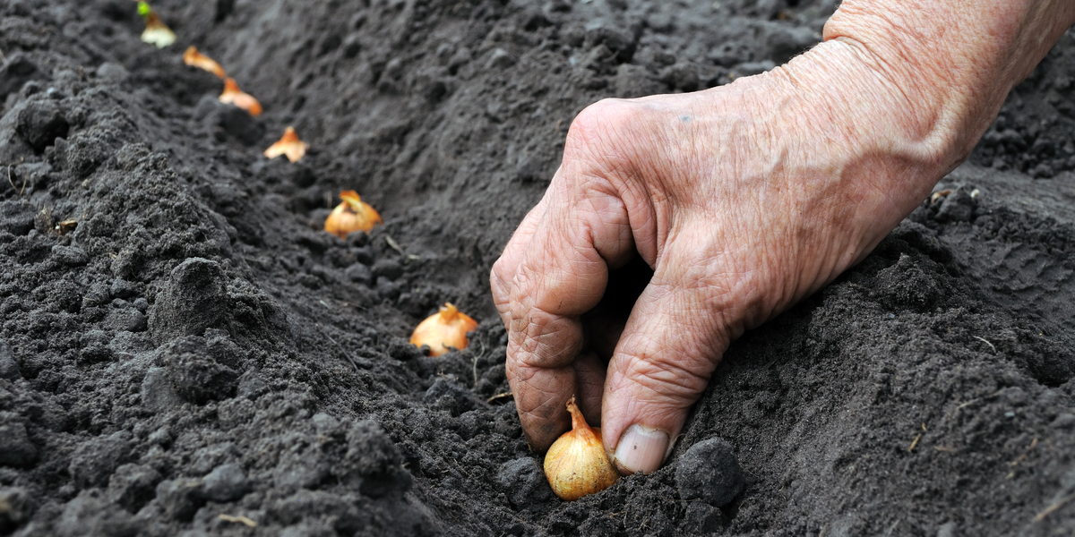 Planting Onion Sets In The Spring The Simple Keys To