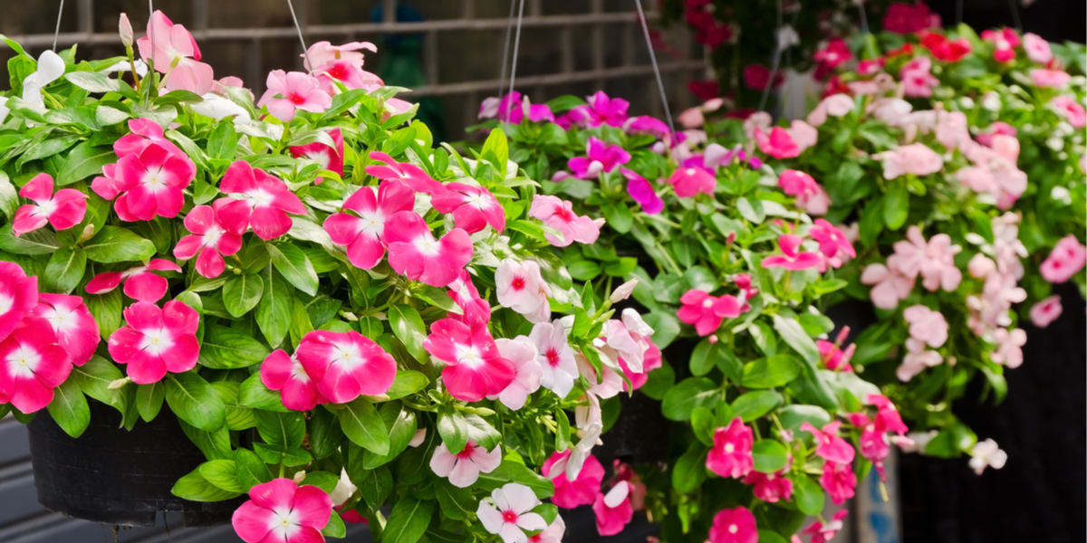 5 Simple Tips To Keep Hanging Baskets Blooming All Summer Long!