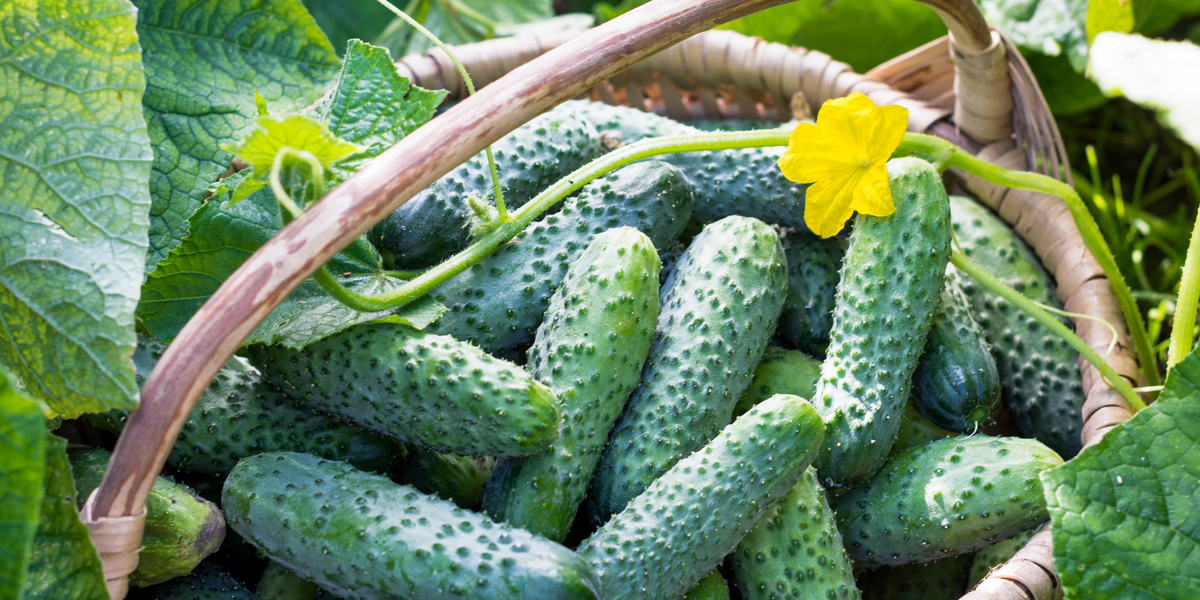 3 Great Cucumber Plants To Grow This Year For Eating Or Pickling!
