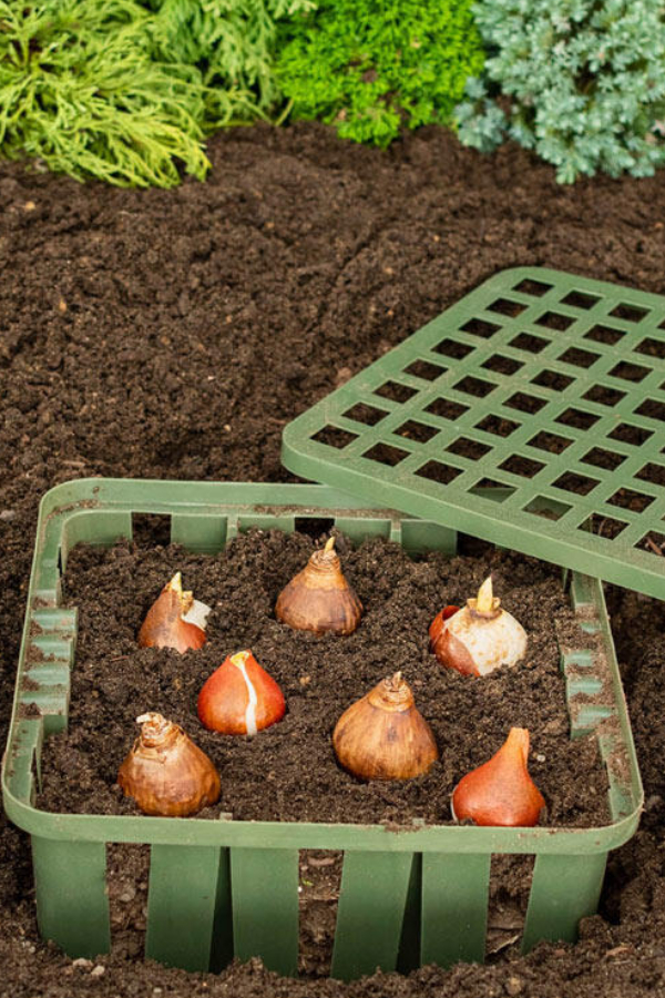 How To Protect Tulip Bulbs From Squirrels & Chipmunks 3 Great Ways!