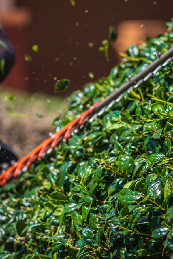 How To Grow Holly Bushes Add Evergreen Beauty To Your Landscape!