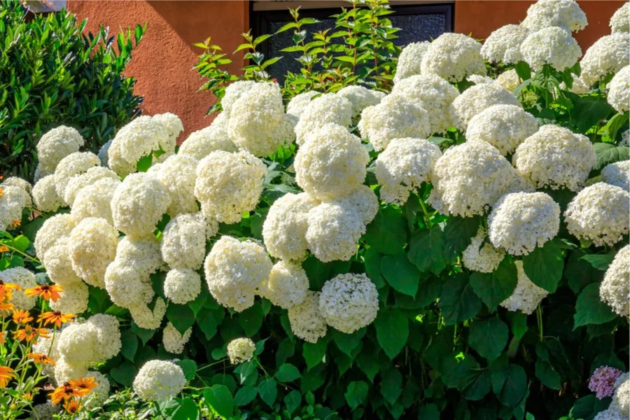How To Fertilize Hydrangeas For Bigger Blooms And When To Do It!