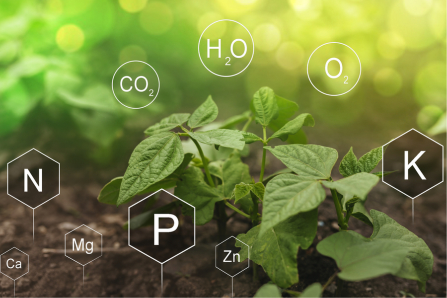 Understanding NPK Ratios How To Select The Best Fertilizer For Plants