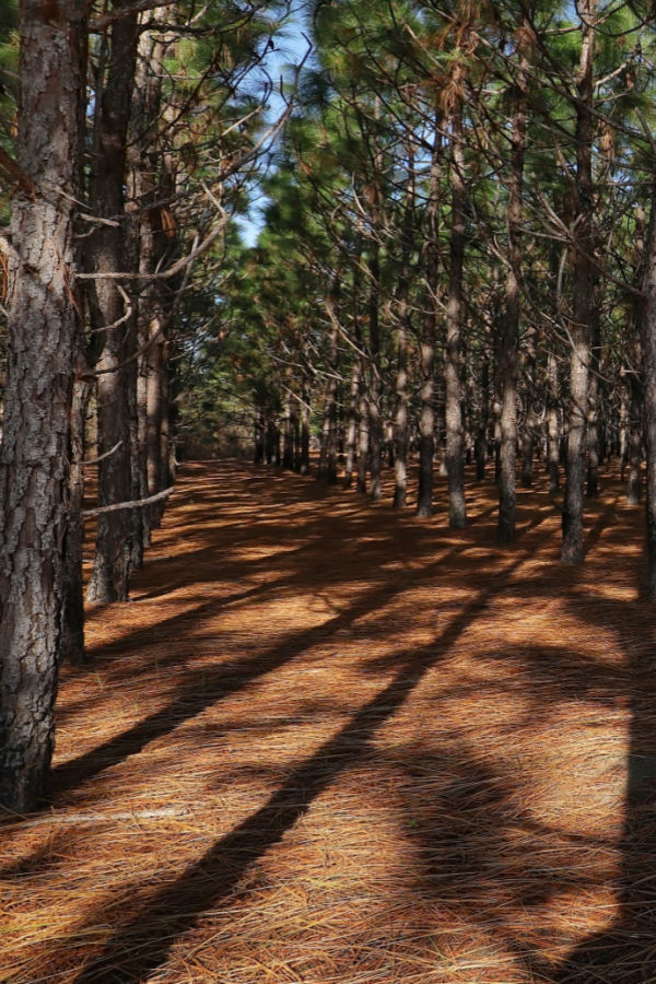 How To Use Pine Needles In Gardens & Beds And Where Not To!
