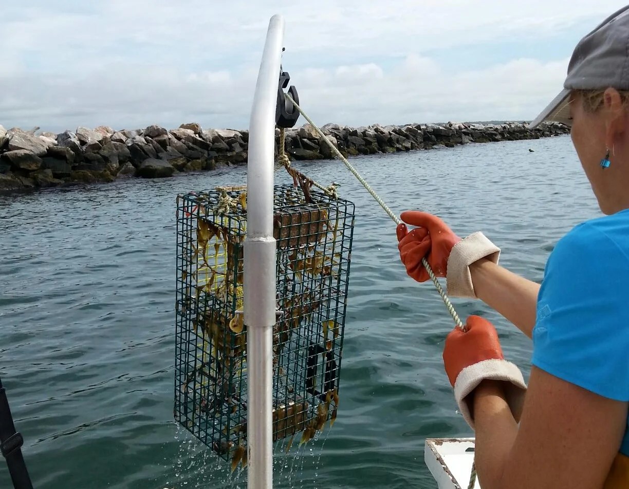 What's In My Lobster Pot Today? This Is Mystic, CT