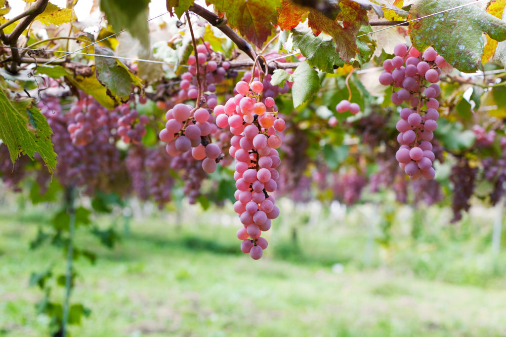 The 7 things you (probably) didn't know about Japanese wine