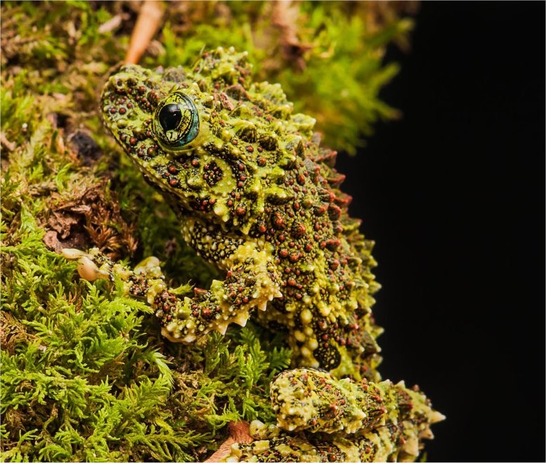 Vietnamese Mossy Frog [Awesome Nature] This Is The Story Of...