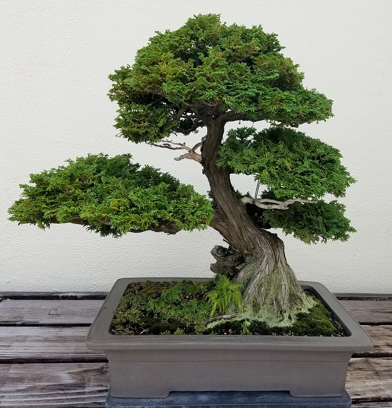 Guidelines to Choose a Suitable Bonsai Pot for Your Bonsai Tree This