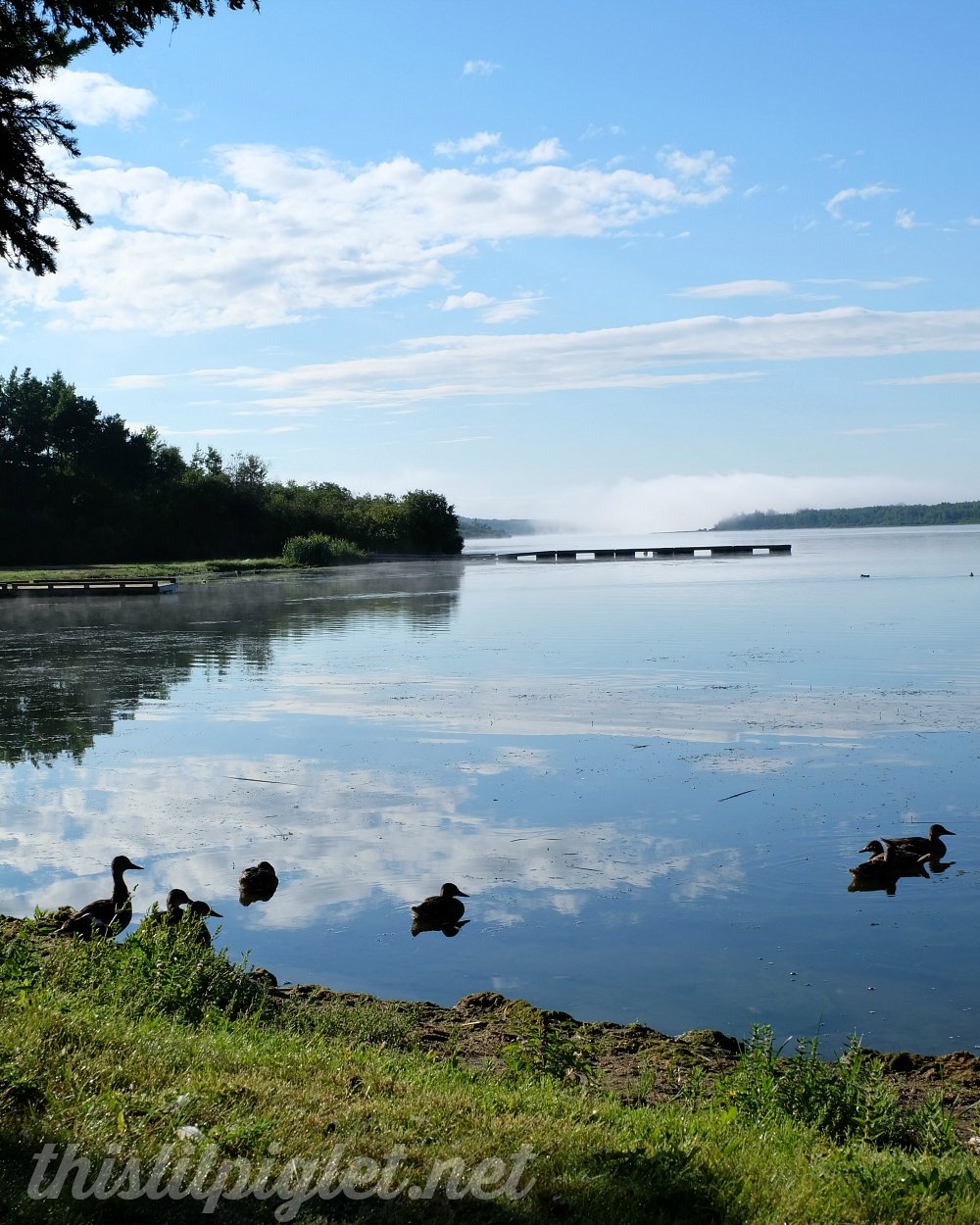 Large Family Travel Alberta Pine Lake This Lil Piglet