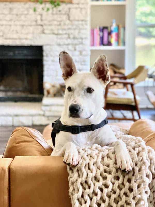 Here is What To Give Dogs With An Upset Stomach! This