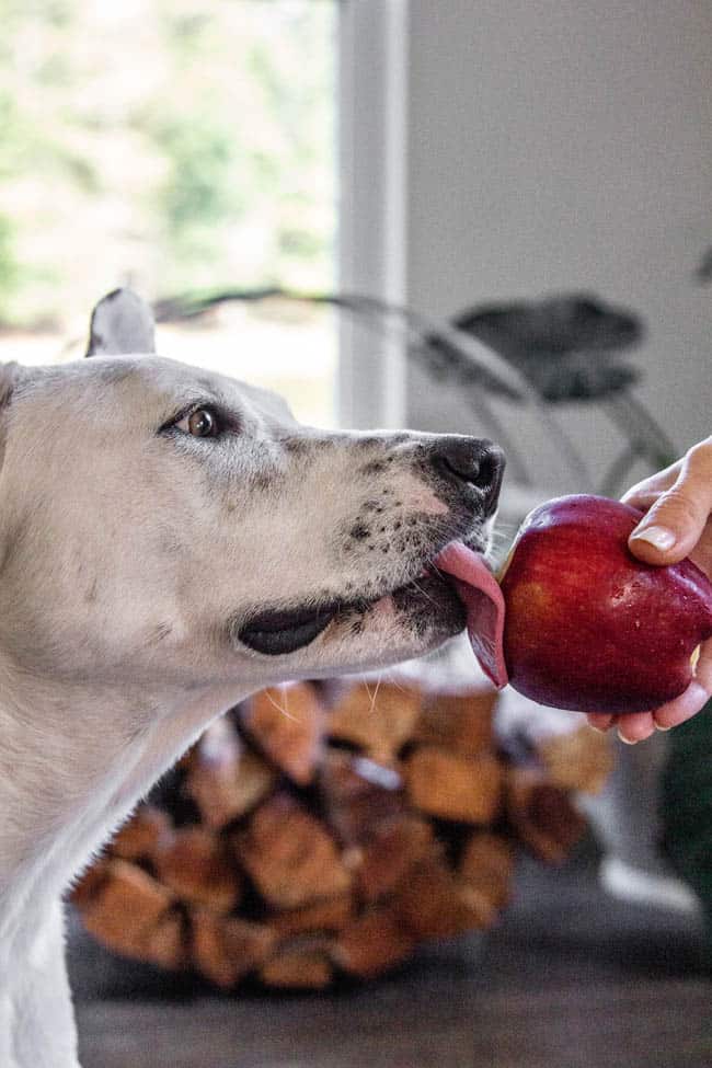 Can Dogs Eat Apple And Banana