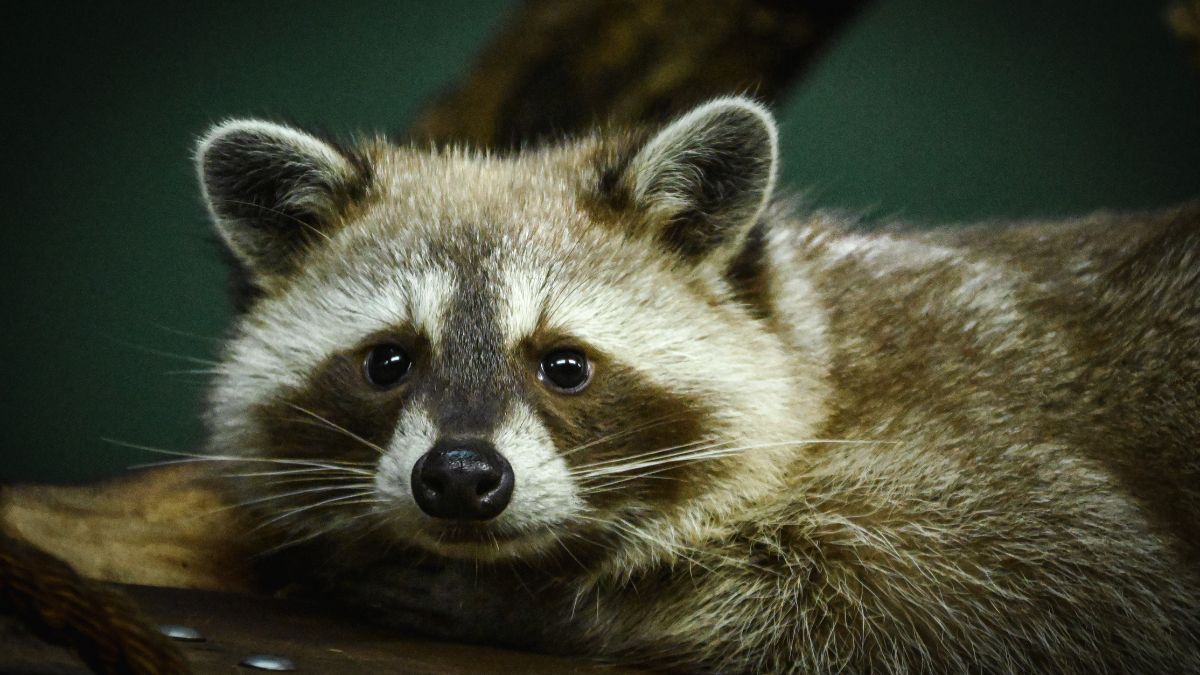 Do Wild Animals Come Through Doggie Doors