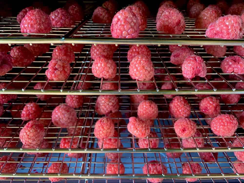 Guide to Dehydrating Raspberries and Making Raspberry Powder