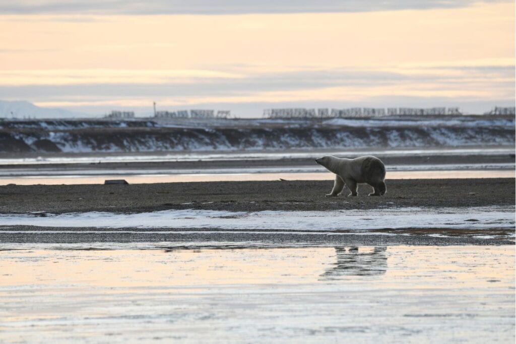 Can You See Polar Bears in Alaska? 2024 Guide