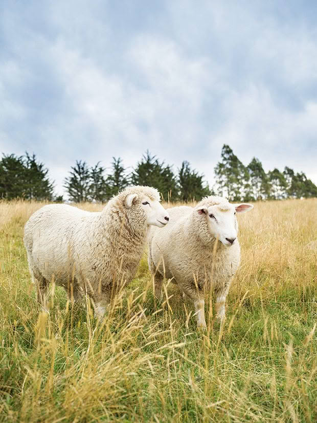 A family in Waikouaiti have crafted a glamping haven under their farm's