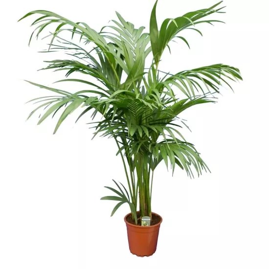 10 Common Questions About Largest Indoor House Plants ThisOlderHouse