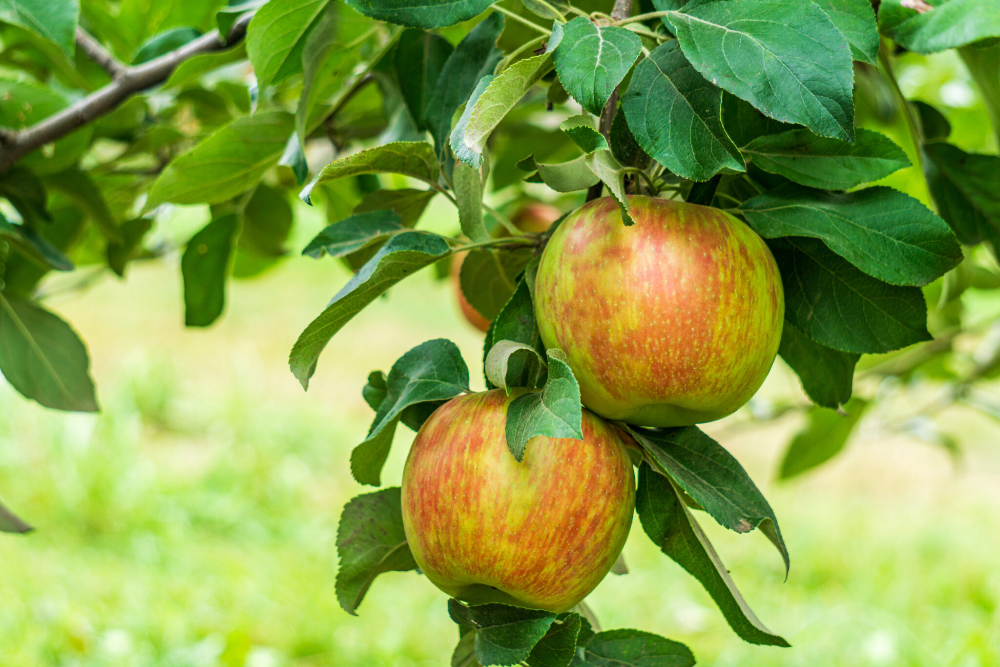 Empire Apple Tree Care