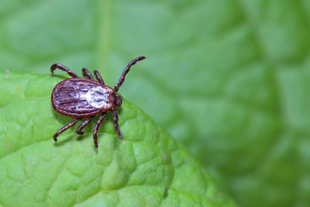 How To Kill Ticks in Your Yard