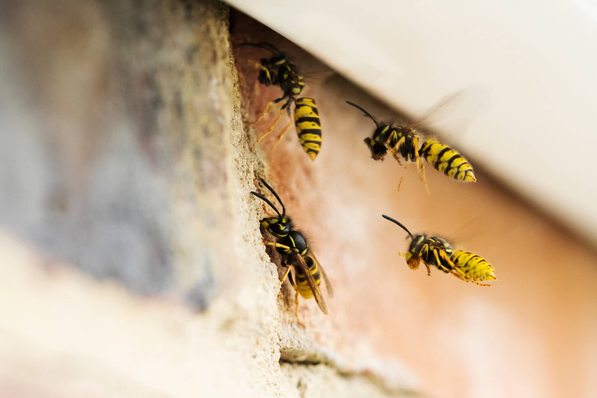 How To Get Rid Of Wasps In Your Room