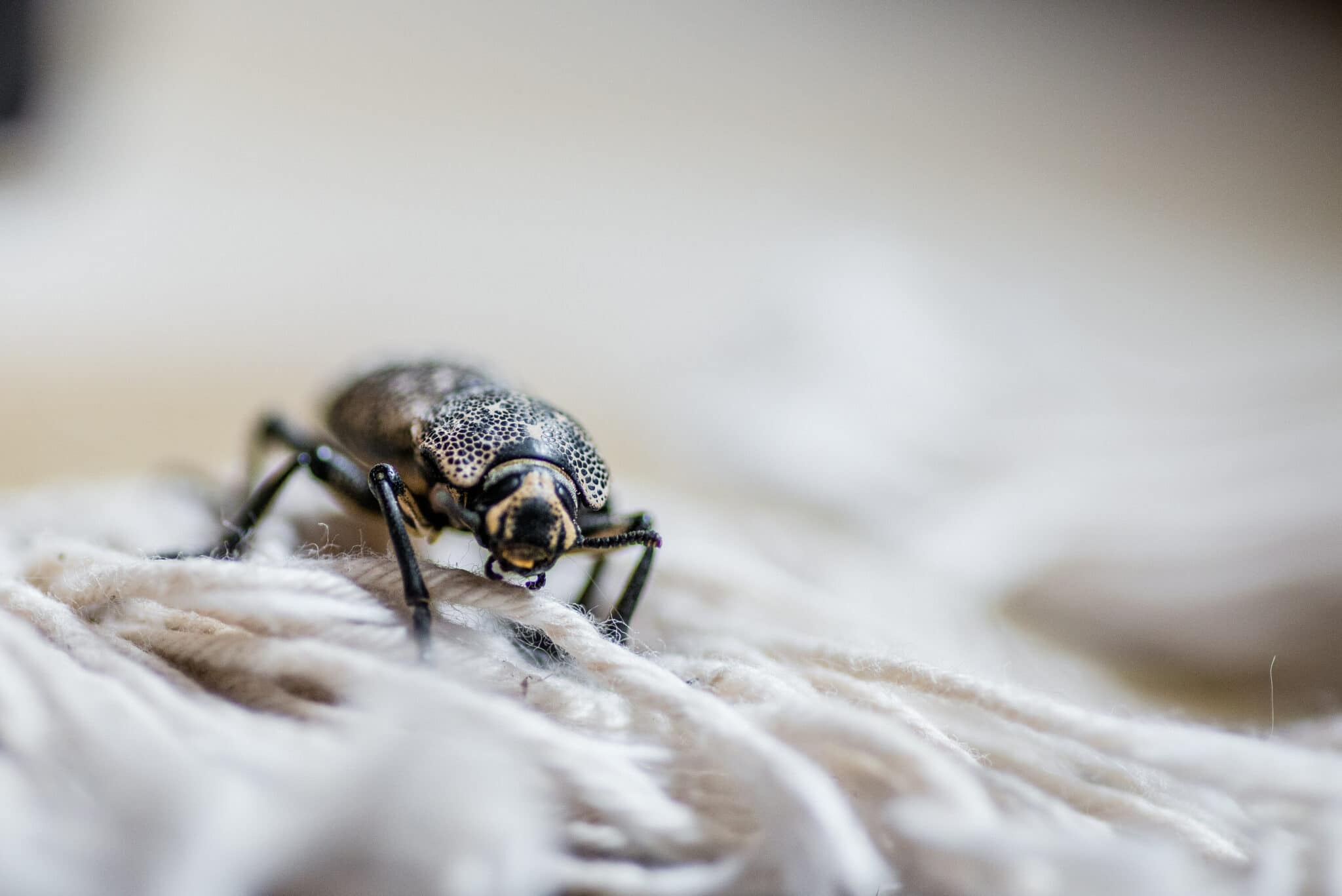 Where To Spray For Carpet Beetles