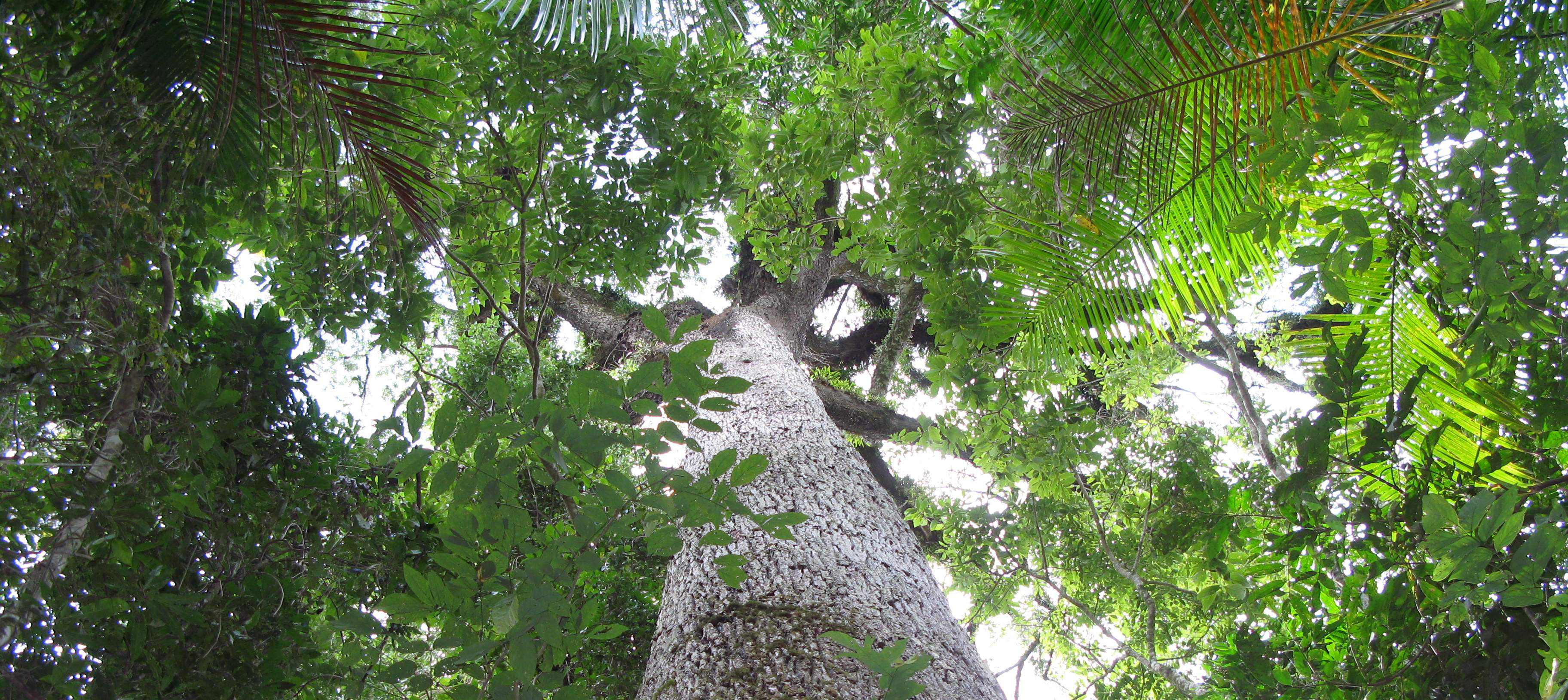 Planting Trees (LOTS of Trees) for Carbon Sequestration and Shade