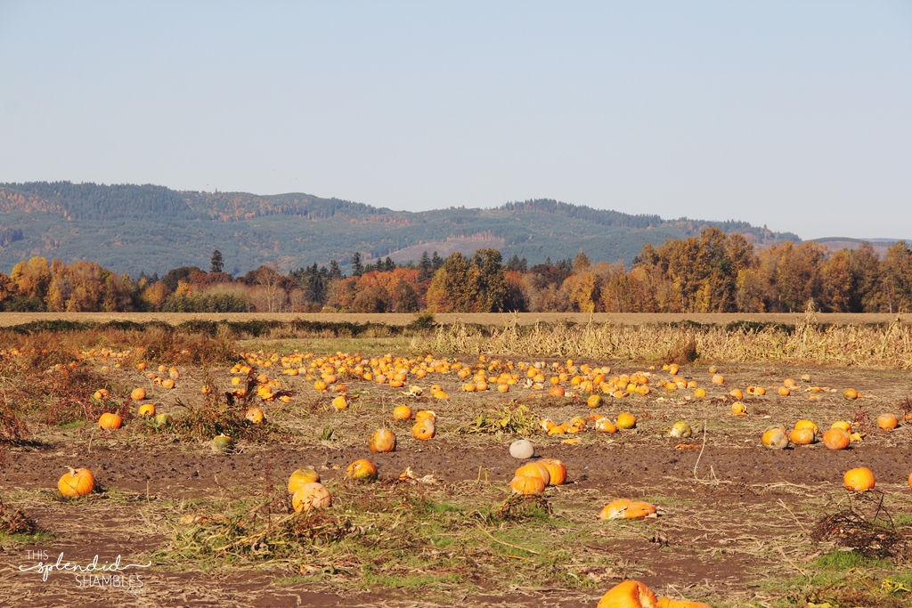 Visit The Sauvie Island Pumpkin Patch In Oregon