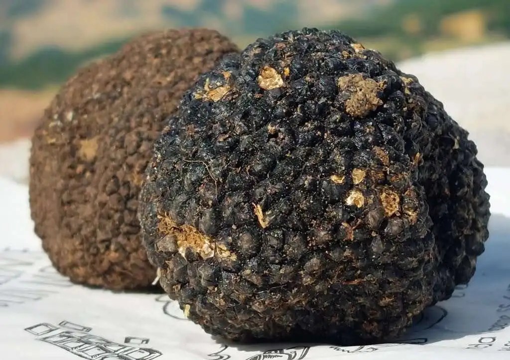 Truffle Hunting A Unique Experience in Italy This Way To Italy