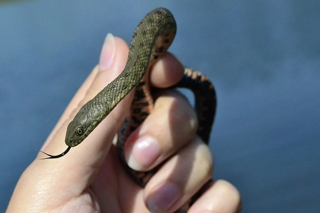 11 Most Common Snake Species in Italy This Way To Italy