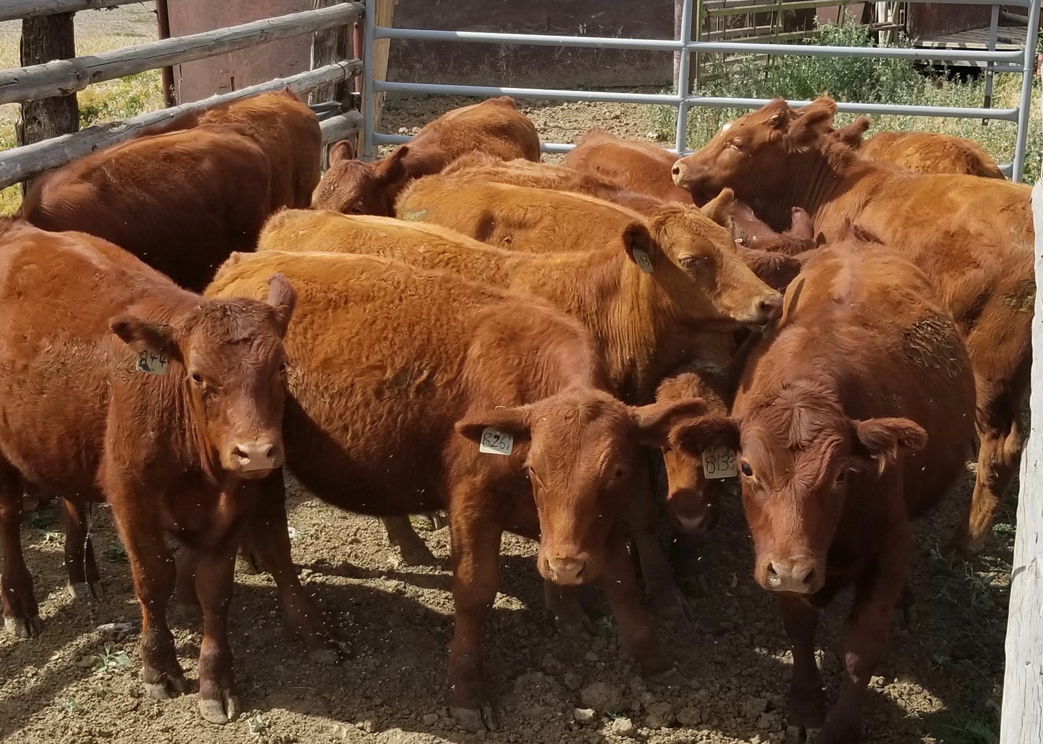 Stock For Sale Cross S Ranch