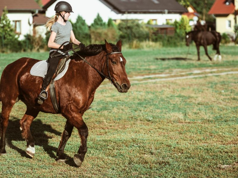 How To Make Money With Horses (25 Genius Ideas)