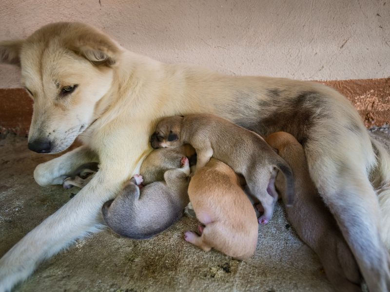 How To Make Money With Your Dog (19 Genius Dog Side Hustles)