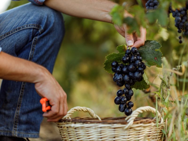 23 Amazing Ways To Get Paid To Drink Wine