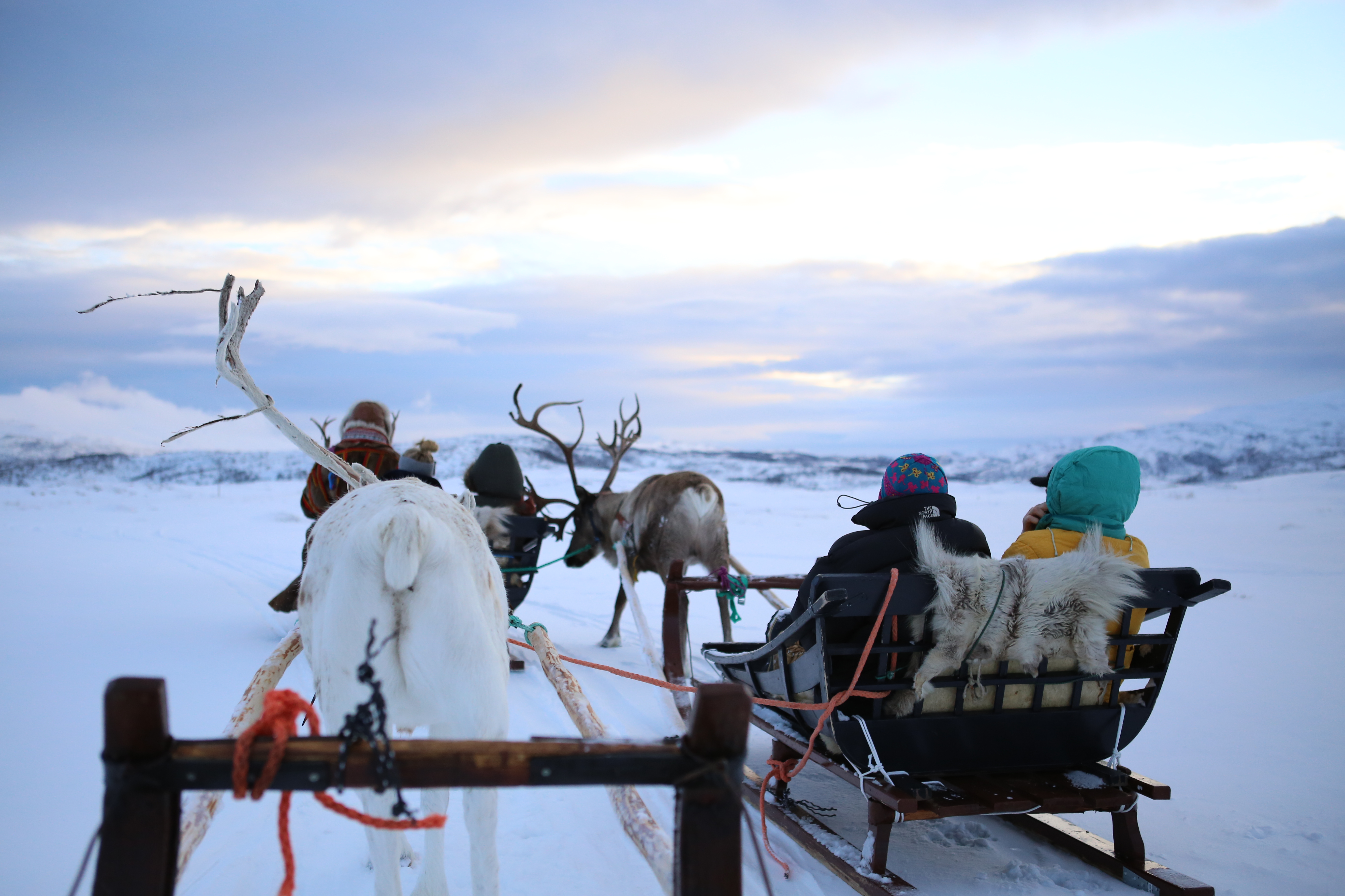 Reindeer Sledding with Tromsø Friluftsenter This World Traveled