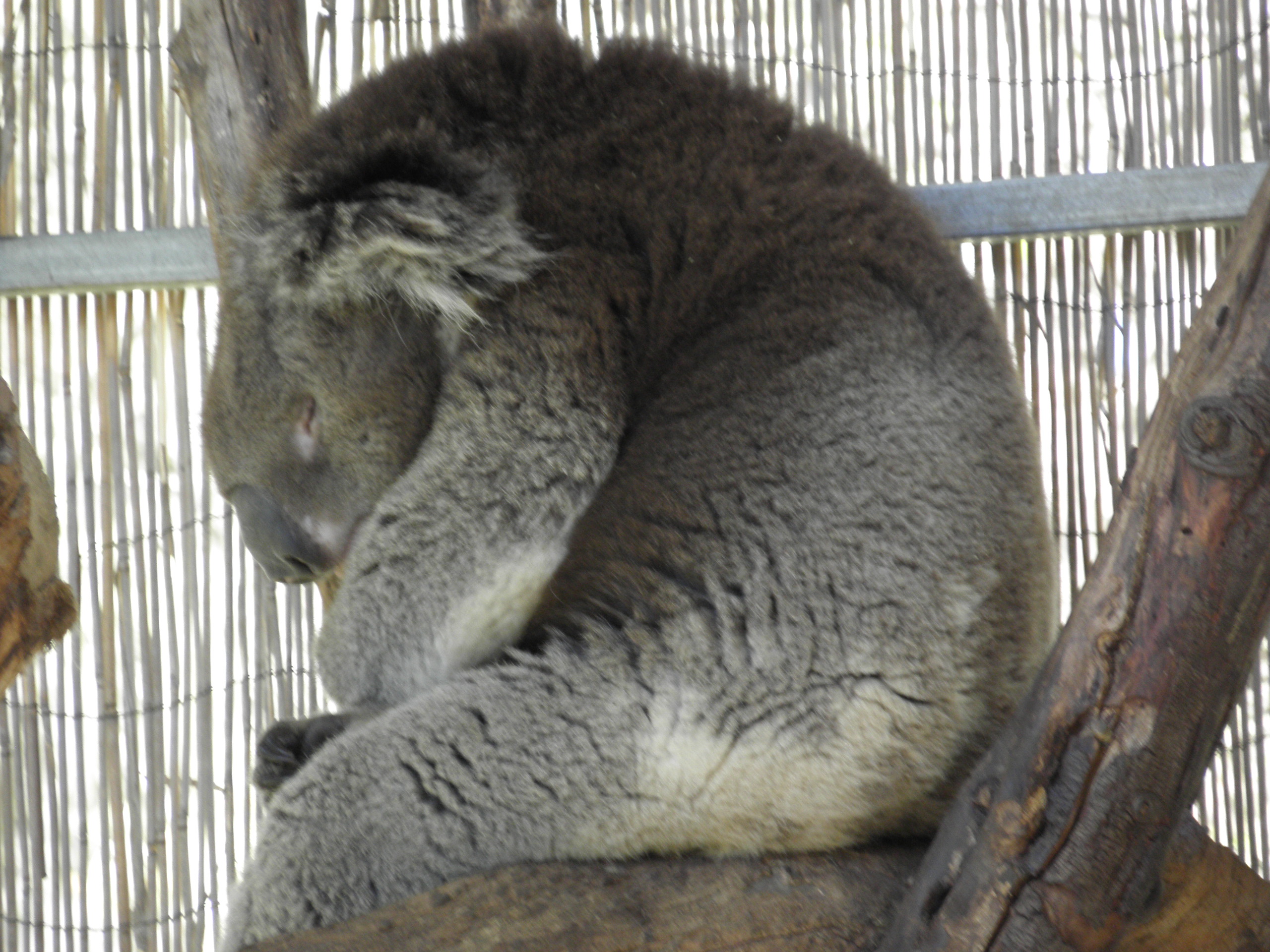 Halls Gap Zoo THe long paddock