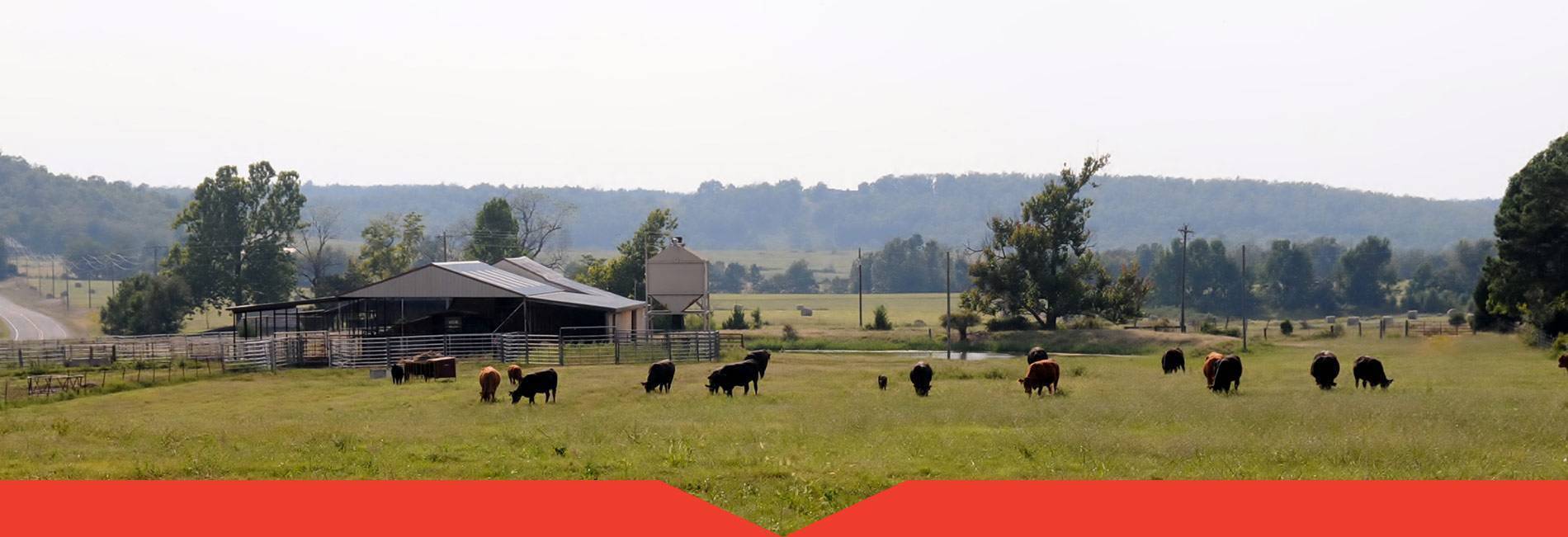 Fullblood Thomas Farms