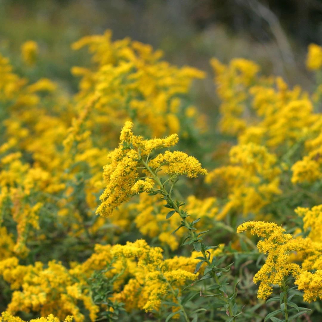 Native Wisconsin Plants • Thomas Greenhouse & Gardens
