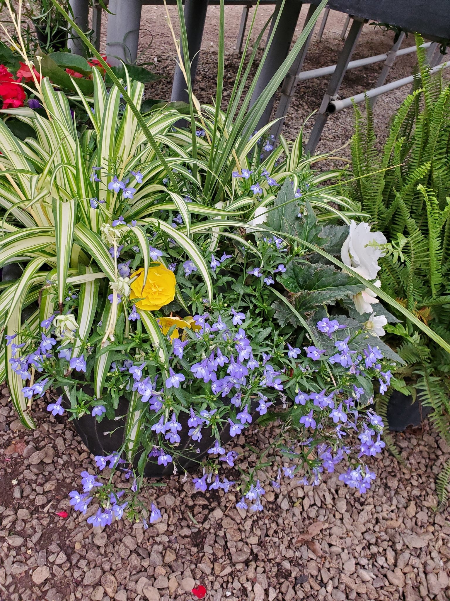 Summer Planter Party • Thomas Greenhouse & Gardens