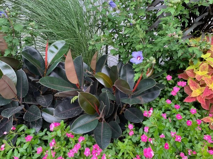 Washington DC Urban Gardens Thomas Landscapes Garden Gallery