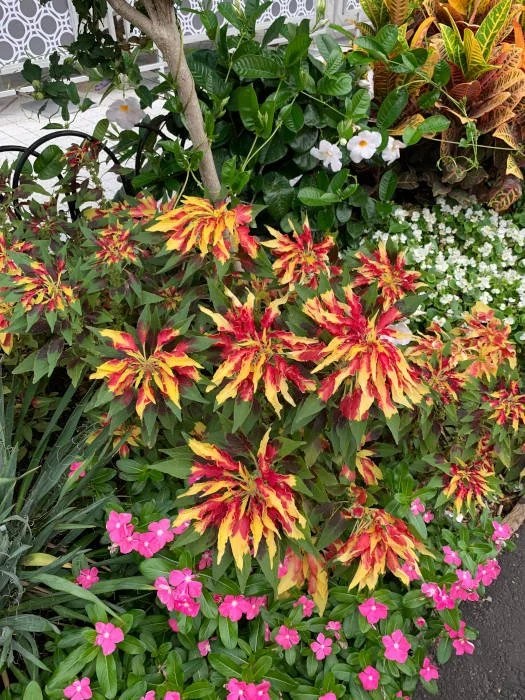 Washington DC Urban Gardens Thomas Landscapes Garden Gallery