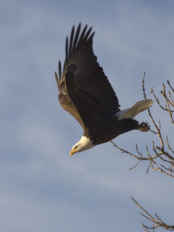 Eagles along the Mississippi Photos on