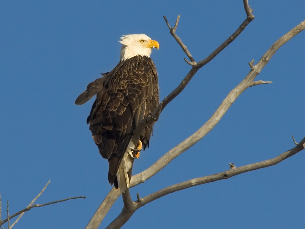 Missouri Eagles, December 2005 Photos on