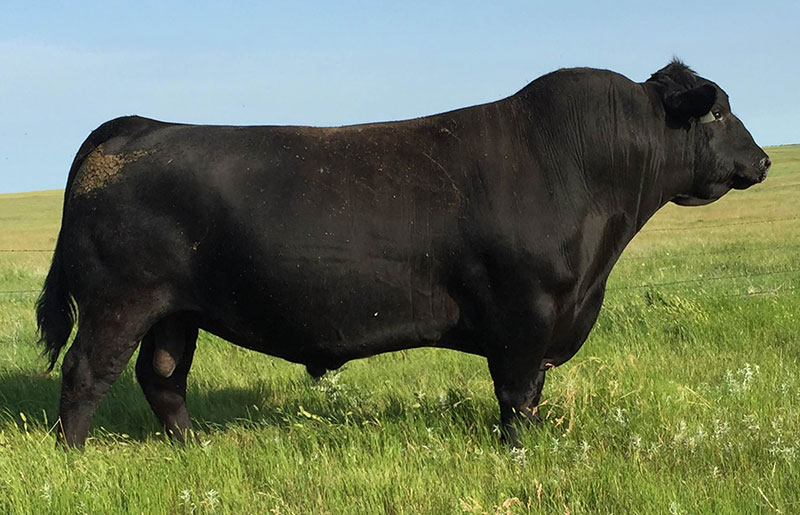Sires Thomas Ranch Angus, Simmental, Red Angus, & Charolais in SD