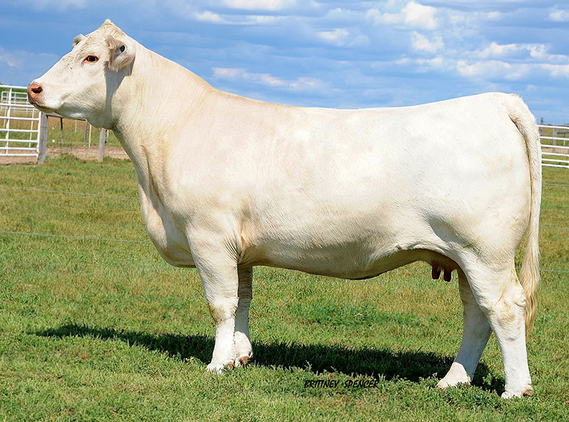 Donors Thomas Ranch Angus, Simmental, Red Angus, Charolais in SD